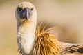 Griffon Vulture, Vale Gier, Gyps vulvus Royalty Free Stock Photo