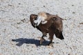 Griffon vulture walks on gravel. Big preditor bird