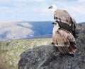 Griffon vulture in wildness Royalty Free Stock Photo