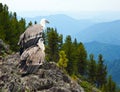 Griffon vulture in wildness Royalty Free Stock Photo