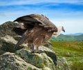 Griffon vulture in wildness area Royalty Free Stock Photo