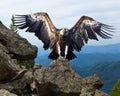 Griffon vulture in wildness area Royalty Free Stock Photo