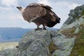 Griffon vulture in wildness Royalty Free Stock Photo