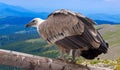 Griffon vulture in wildness Royalty Free Stock Photo