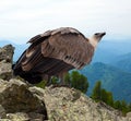 Griffon vulture in wildness Royalty Free Stock Photo