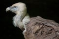 Griffon vulture (Gyps fulvus). Royalty Free Stock Photo