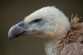 Griffon vulture (Gyps fulvus). Royalty Free Stock Photo