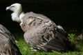 Griffon vulture (Gyps fulvus).