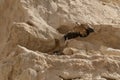 Griffon Vultures on a Cliff in Israel