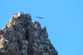 Griffon vultures colony on the rocks of Salto del Gitano, Spain Royalty Free Stock Photo