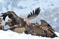 Griffon Vultures Eating in Winter