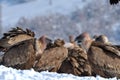 Griffon vultures eating in winter