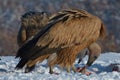 Griffon Vultures Eating in Winter