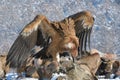 Griffon Vultures Eating in Winter