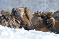 Griffon Vultures Eating in Winter