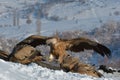 Griffon Vultures Eating in Winter