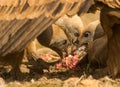 Griffon vultures feeding