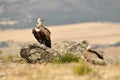 Griffon vultures in the field Royalty Free Stock Photo