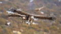 Griffon vultures flying in mist Royalty Free Stock Photo