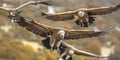 Griffon vultures flying in mist Royalty Free Stock Photo