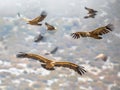 Griffon vultures flying in mist Royalty Free Stock Photo