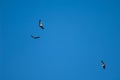 Griffon vultures Gyps fulvus in flight over the Guara mountains.