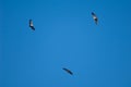 Griffon vultures Gyps fulvus in flight over the Guara mountains.