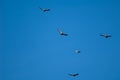 Griffon vultures Gyps fulvus in flight over the Guara mountains.