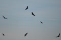 Griffon vultures Gyps fulvus in flight over the Guara mountains.