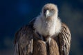 Portrait of a griffon vulture perched on the edge of a cliff, RÃÂ©muzat, France