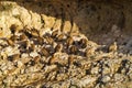 Griffon Vultures nesting