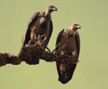 Griffon Vultures. Royalty Free Stock Photo