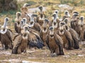 Griffon vultures resting in tree Royalty Free Stock Photo