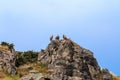 Griffon vultures upon a rock in the Spanish Pyrenees Royalty Free Stock Photo