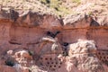 A couple of Griffon Vultures along the Cidacos River, Spain