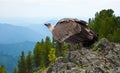 Griffon in wildness Royalty Free Stock Photo