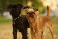 Griffons dogs standing together outside Royalty Free Stock Photo