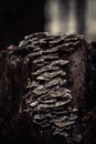 Grifola frondosa mushroom on a stub in the autumn forest