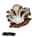 Grifola frondosa polypore mushroom grows in clusters at trees, hen of the woods, rams and sheeps head. Edible fungus isolated on