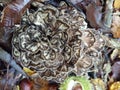 Grifola  frondosa, a rare mushroom in the woods Royalty Free Stock Photo