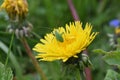 Grig on the blooming yellow color of a dandelion.