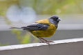 Grijskapsierragors, Grey-hooded Sierra-finch, Phrygilus gayi Royalty Free Stock Photo