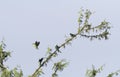 Grijskopagapornis, Grey-headed Lovebird, Agapornis canus Royalty Free Stock Photo