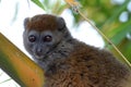 Grijze halfmaki, Eastern Grey Bamboo-lemur, Hapalemur griseus Royalty Free Stock Photo