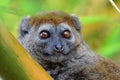 Grijze halfmaki, Eastern Grey Bamboo-lemur, Hapalemur griseus Royalty Free Stock Photo