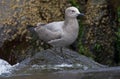 Grijze Meeuw, Grey Gull, Leucophaeus modestus Royalty Free Stock Photo