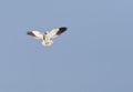 Grijze Wouw, Black-shouldered Kite, Elanus caeruleus vociferus Royalty Free Stock Photo
