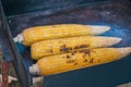 Griled corn - outdoor Royalty Free Stock Photo