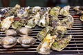 Grill oyster on metal net in market Royalty Free Stock Photo