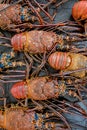 Grill prawn and shrimps in a row in a fish market Royalty Free Stock Photo